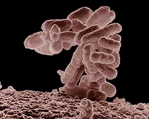 Paro médicale protozoaires Bacteries